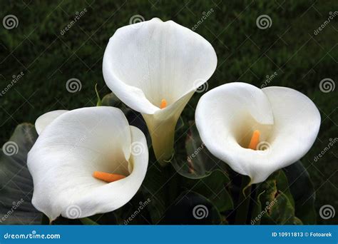 Callas Flowers Stock Image Image Of Bloom Full Spring 10911813