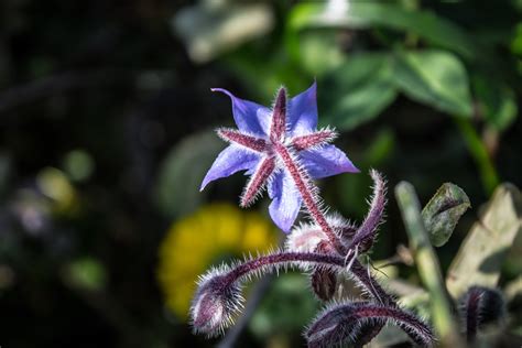 Banco De Imagens Natureza Plantar Branco Folha Flor Roxa Pele