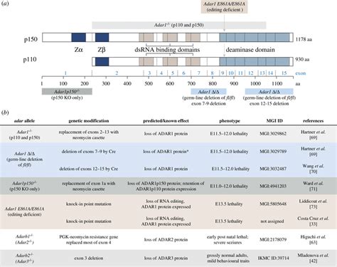 Of Mouse Alleles Used To Study Functions Of A To I Editing A