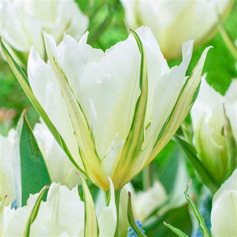 White Valley Tulip Brecks Premium Bulbs