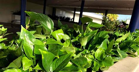 Pothos Lighting Needs: How Much Light Do Pothos Require