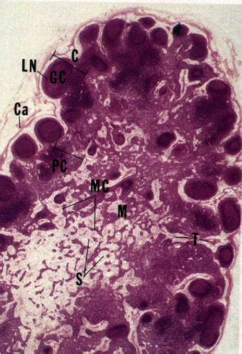 Immune Systems Histology Practice Flashcards Quizlet