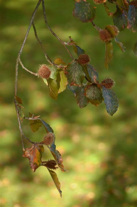 Fagus Sylvatica Atropunicea Bruine Beuk Copper Beech Hortus