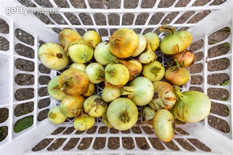 Freshly Harvested Onions With Parts Of Ground From Field Are In Plastic