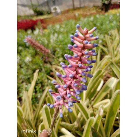 Jual Tanaman Hias Bromelia Varigata Tanaman Bromelia Putih Shopee