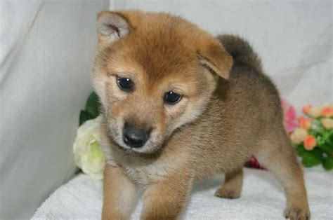 山形県山形市で【柴犬】を探す宮城県ペットショップ子犬 宮城県｜ペットショップ鈴花 楽天ブログ