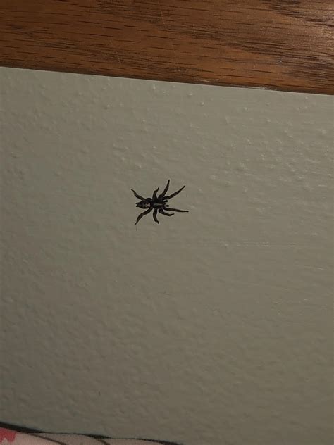 Spider In Wisconsin Anyone Know What Kind R Spiders