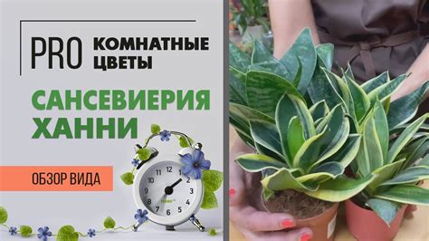 Сансевиерия Ханни - какие еще бывают сорта. Обзор - YouTube