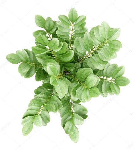 Top View Of Houseplant In Pot Isolated On White Background — Stock