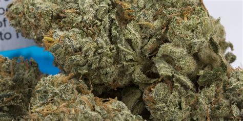 What's the rarest weed strain? | APE Premium Cannabis