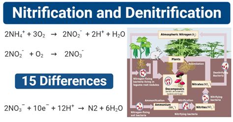 Nitrification Vs Denitrification Whats The Difference