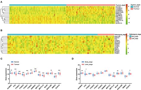 Frontiers Effect Of N6 Methyladenosine Regulators On Progression And