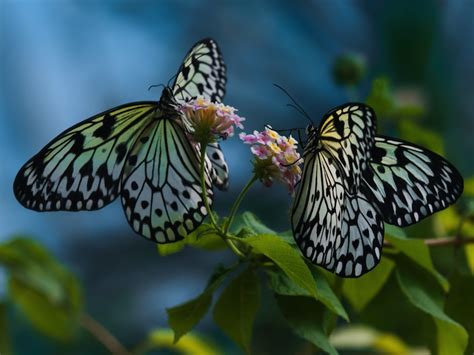 Animal Sex How Butterflies Do It Live Science