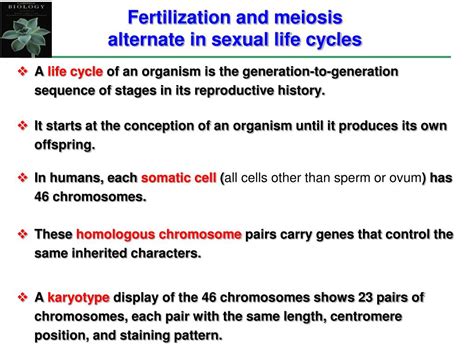 Ppt Meiosis And Sexual Life Cycles Powerpoint Presentation Free Download Id5647697