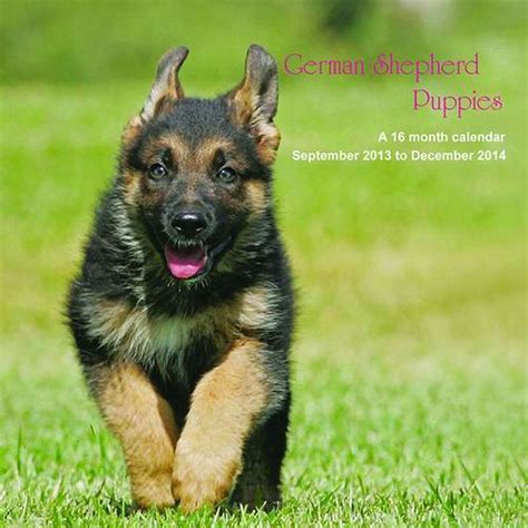 German Shepherd Puppies 2014 Wall Calendar Magnum Calendars