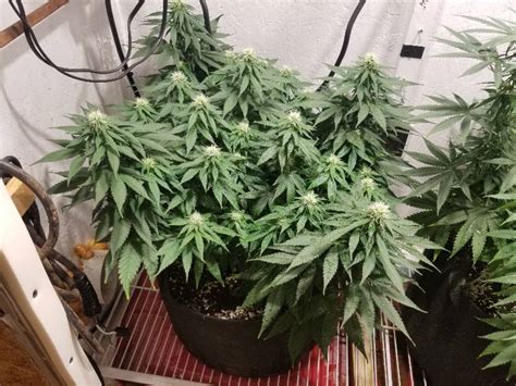 6 weeks flowering | Grasscity Forums - The #1 Marijuana Community Online