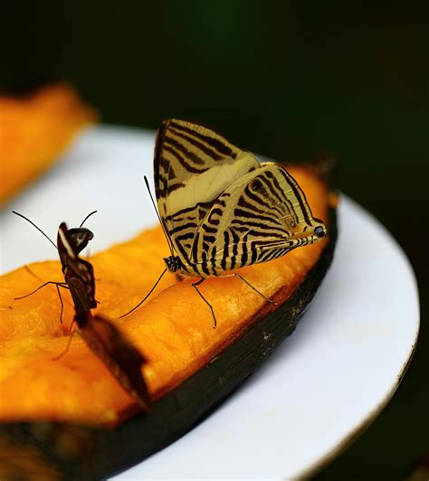 Black and Orange Butterfly · Free Stock Photo