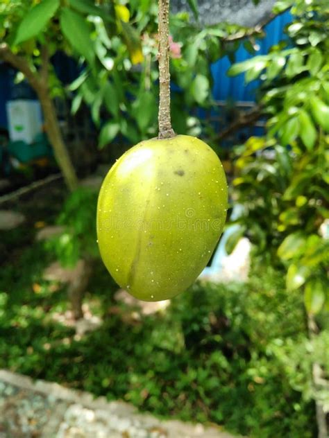 Ambarella Fruit Hanging from Tree Branches. the Fruit is Also Called ...