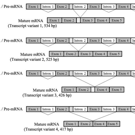 Schematic Representation Of Alternative Splicing Events In The Human