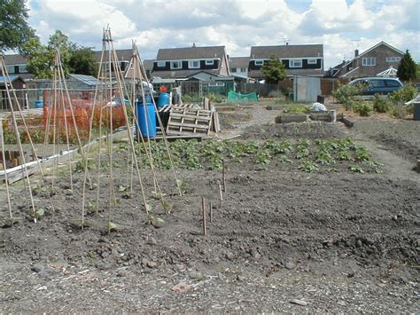 Planning Allotment Or Vegetable Plot Practical Crop Rotation