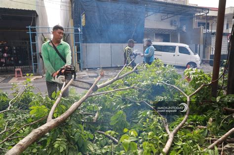 Antisipasi Pohon Tumbang Disperkim Lakukan Pemangkasan Dan Perapian