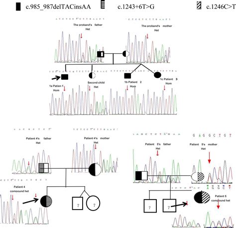 Frontiers Case report 17α hydroxylase deficiency due to a hotspot