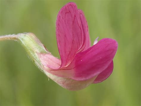 Rye Harbour Nature Reserve Wildlife Sightings June 2024 Sussex