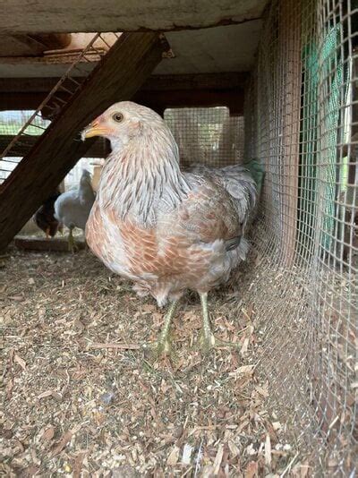 12 Week Old Easter Eggers BackYard Chickens Learn How To Raise Chickens