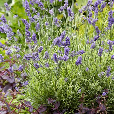 Buy Lavender Lavandula Angustifolia Platinum Blonde Momparle Pbr Delivery By Waitrose