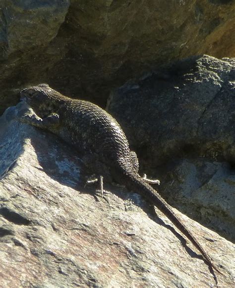 Coast Range Fence Lizard Project Noah