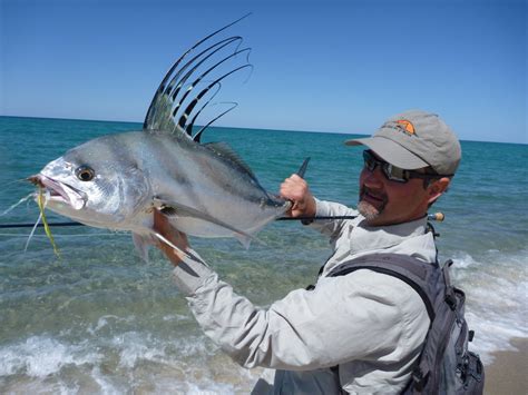 When the Roosterfish Are Running, So Are the Fishermen - The New York Times