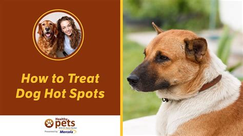 How to Get a Hot Spot Treatment For Your Dog - Pet Food Guide