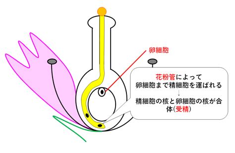 中3生物有性生殖 中学理科 ポイントまとめと整理