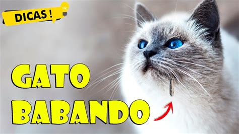 Motivos Para O Gato Babar Gato Babando Gatil Hauser Youtube