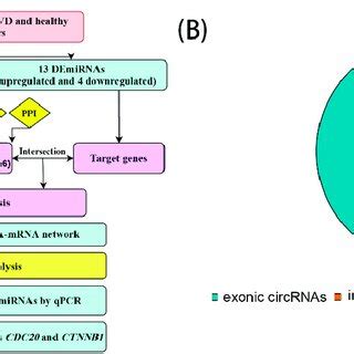 Construction Of CeRNA Network And Screening Of Key Regulatory Axes A