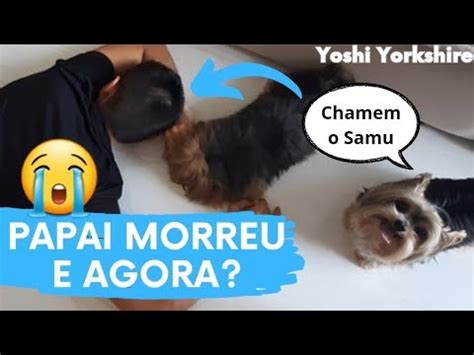 Veja A Rea O Dos Cachorros Quando Encontram Tutor Desmaiado Youtube