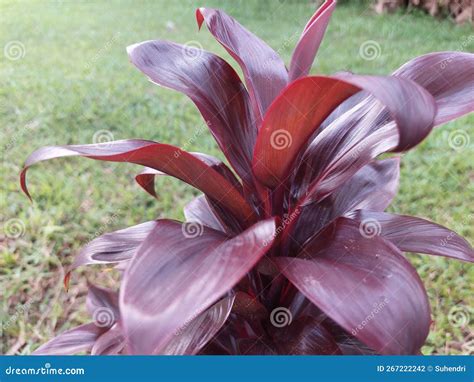 Una Planta Con Hojas De Marrón Foto de archivo Imagen de hojas flor