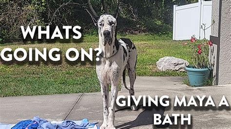 Giving Our Great Dane A Bath Youtube