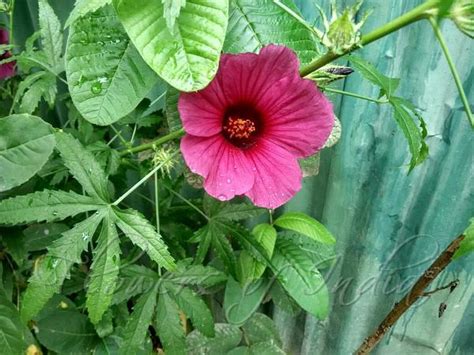 Hibiscus cannabinus - Kenaf