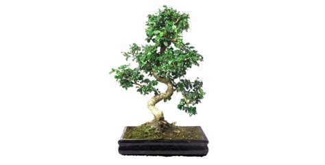 Flowering Indoor Bonsai Trees With Pretty Blooms - EmbraceGardening