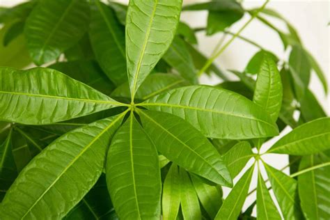 Money Tree Plant Care At Home Your Complete Guide