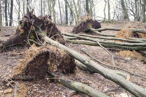 Корень | Современные притчи | Притчи и поучительные истории