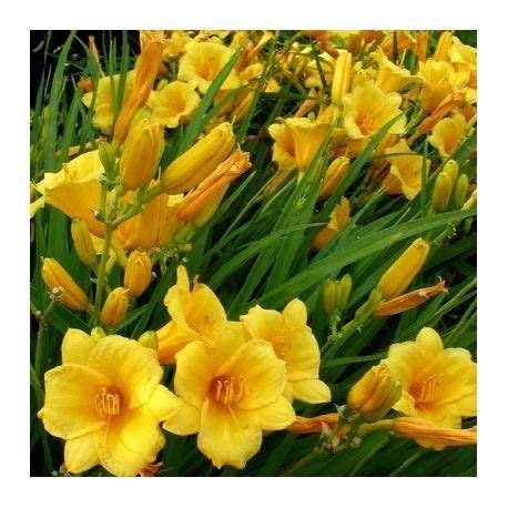 Liliowiec Stella de Oro, Hemerocallis Stella de Oro | Day lilies ...