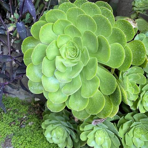 73 types of aeonium varieties pictorial guide – Artofit