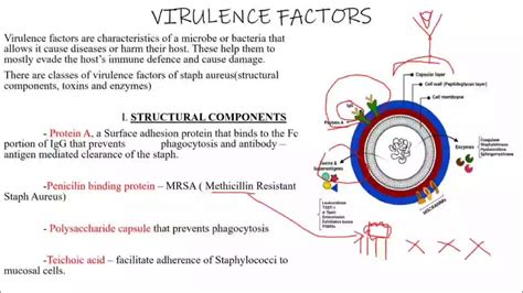 Staphylococcus Aureus Microscopic Morphology And Cultural