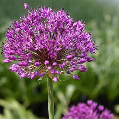 Buy Allium Allium Hollandicum Purple Sensation £999 Delivery By Crocus