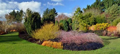 Hilliers arboretum - brooklandsplants