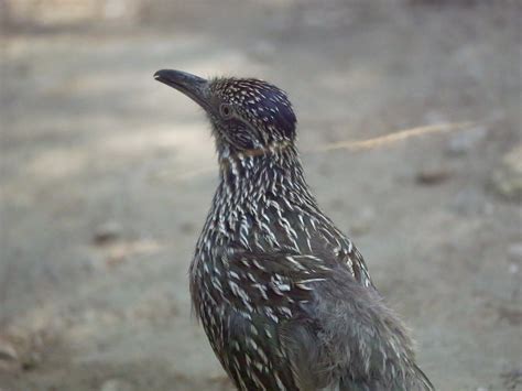 Greater Roadrunner - Zoo Guide