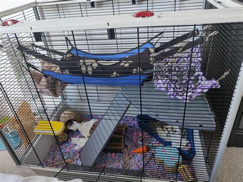 Pet Rat Supply List: Cage, Essentials, And Accessories