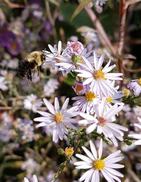 Ontario Native Plant Seeds - Bee Kissed Seeds